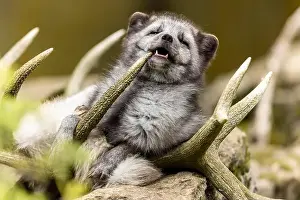 Canoidea Prints: A fox bites humorously into an antler and shows a playful attitude