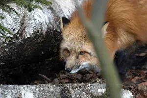 Pure Prints: Fox, fox in February, foxes, doggy