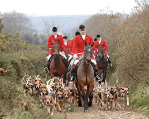 Hunters Prints: fox hunting, LAMERTON FOXHOUNDs