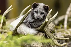 Canoidea Prints: A fox lies relaxed in its antlers and enjoys the peaceful surroundings