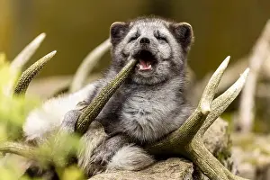 Canoidea Prints: A fox looks like it is laughing while lying in antlers, arctic fox (Alopex lagopus)