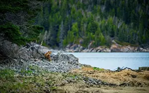 Mammifere Prints: Fox, renard, red, landscape, quebec, canada, river