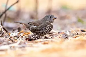 On Ground Prints: Fox sparrow (Passerella iliaca) [sooty variety] Beacon Hill Park - Victoria