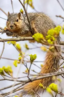Chuck Haney Prints: Fox squirrel eating tree buds in Defiance, Ohio, USA. (Editorial Use Only)