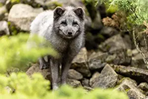 Canoidea Prints: A fox stands between stones in a green forest and seems to be searching or exploring