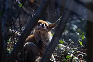 Omnivorous Prints: A Fox between the trees bading in the sun. (Omnivorous mammals, familiy Canidae)