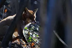 Omnivorous Prints: A Fox between the trees bading in the sun