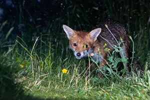 Nocturnal Prints: Fox visiting my back garden in Greater Manchester in the evening
