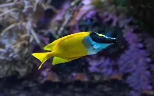 Anthozoa Prints: The foxface rabbitfish (Siganus vulpinus)a species of fish found at reefs and lagoons in the tropical Western Pacific