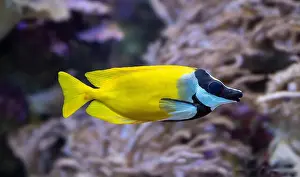 Anthozoa Prints: The foxface rabbitfish (Siganus vulpinus)a species of fish found at reefs and lagoons in the tropical Western Pacific
