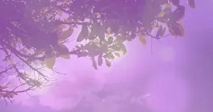 Dreamy Prints: Framing overhanging tree branch showing sunlit veins through oval leaves at park