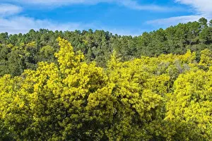 Alpes Maritimes Prints: France, Alpes-Maritimes, Mandelieu-la-Napoule, blooming mimosas in Grand Duc forest