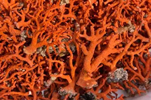 Sea Animal Prints: France, Corse du Sud, Bonifacio, Red Coral (detail)