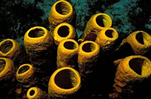 Underwater View Prints: France, Guadeloupe (French West Indies)