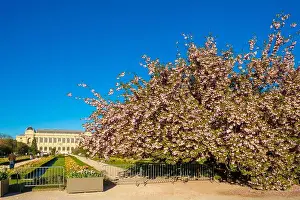 Natural History Museum Prints: France, Paris, Jardin des Plantes, cherry blossom (Sakura)