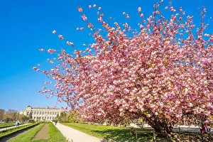 Natural History Museum Prints: France, Paris, the Jardin des Plantes with a blossoming Japanese cherry tree (Prunus serrulata)