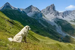 Domestic Animal Prints: France, Pyrenees Atlantiques, Bearn