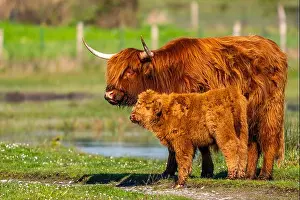 Bovine Prints: France, Somme, Baie de Somme, Le Crotoy, Marais du Crotoy, Highland Cattle Calf