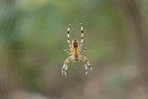 Spider Prints: France, Vendee, spider, Epeira tiara (Araneus diadematus)