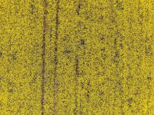Colza Prints: France, Yonne, rapeseed field near Cheroy (aerial view)