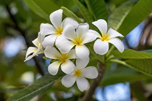 Frangipani Prints: Frangipani Flower; Maldives