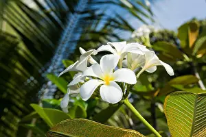 South Pacific Ocean Prints: Frangipani (Plumeria) flowers grow abundantly among thick foliage