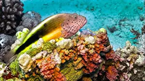 Wildlife Observation Prints: Freckedled hawkfish, Paracirrhites forsteri, Coral Reef, Red Sea, Egypt, Africa