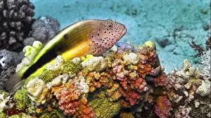 Percomorphaceae Prints: Freckedled hawkfish, Paracirrhites forsteri, Coral Reef, Red Sea, Egypt, Africa