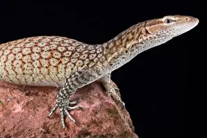Tree Monitor Prints: The Freckled monitor (varanus tristis orientalis) is a smaller monitor lizard
