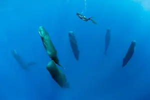 Free diver is swimming over a pod of Sleeping sperm whale (Physeter macrocephalus)