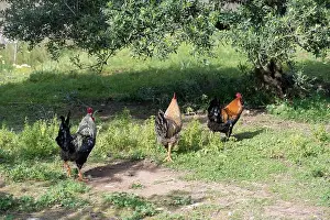 Animal Welfare Prints: Free-range chickens in a lush meadow with wildflowers