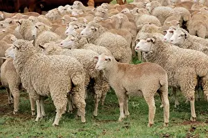 Paddock Prints: Free-range merino sheep on a rural South African farm