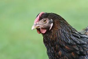Omnivore Prints: Free range wyandotte hen roaming in a backyard close up on head
