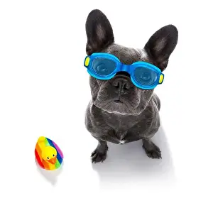 Goggles Prints: french bulldog dog wearing goggles with rubber plastik duck