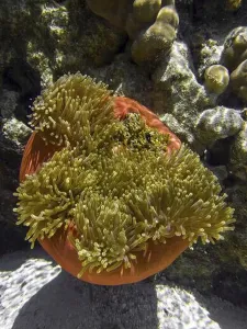 Anthozoa Prints: French Polynesia? Tahaa Island, anemone in the coral garden of Motu Tautau