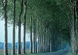 Lined Prints: Many French roads and highways have mature plantings of trees along one or both sides Usually Plane trees or Poplars
