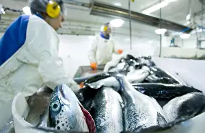 Slimy Prints: Fresh Atlantic Salmon are processed