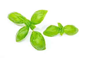 Condiment Prints: Fresh basil herb isolated on white background. Ocimum basilicum