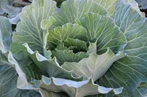 Morning Mountain Prints: Fresh cabbage from farm field in the garden