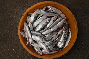 Blue Background Prints: Fresh fish with shiny scales in orange round bowl on brown earth embankment at Kochi