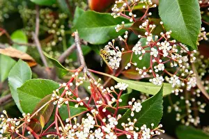 Fragrance Prints: Fresh flower buds and shimmering leaves in morning light