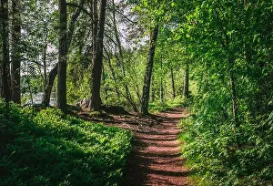 Fresh forest landscape with path at sunny summer day in National Park Finland