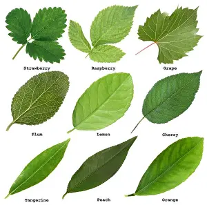Tangerine Prints: Fresh green fruit leaves and names on white background, collage