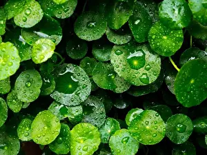 Droplet Prints: Fresh green leaf with water drops background