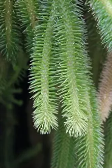 Terrestrial Prints: Fresh green Lycopodium squarrosum fern and rock tassel fern, club mode fern