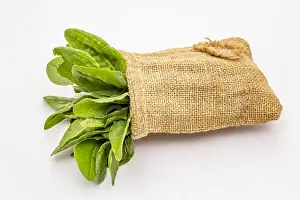 Soup Prints: Fresh green sorrel isolated on white background