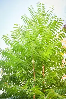 Antiviral Prints: Fresh green tree neem leaves plant growing on nature for food and herb / Azadirachta indica