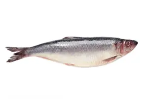 White Sea Prints: Fresh herring fish isolated on white background. Top view