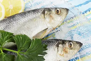 Fishes Prints: Fresh herring with lemon and parsley on ice
