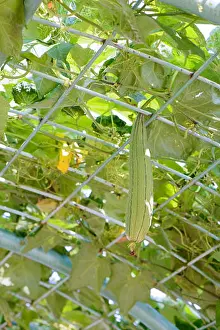 Gourd Prints: fresh Luffa gourd plant in a garden